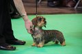 Crufts2010 586
